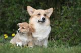 CORGI PEMBROKE 1215